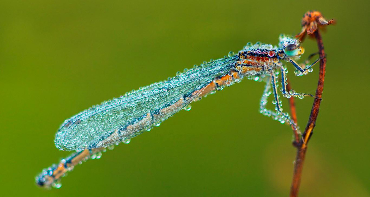 Damselfly with morning dew